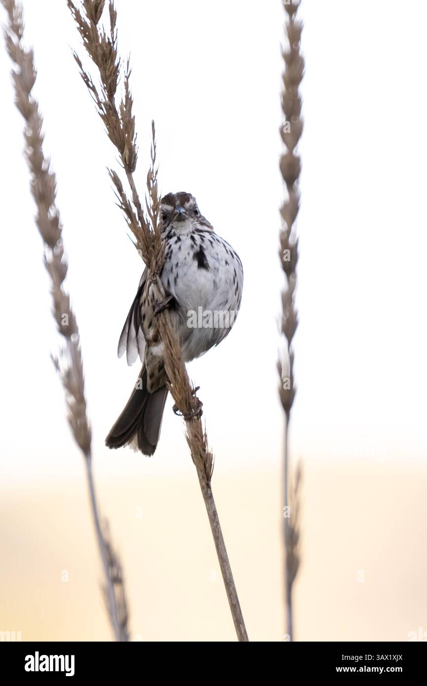 Der weiß gekrönte Lark Sparrow sieht nach links aus, während er sich am Wildblumenwachstum festhält und auf dem Wanderweg nach Futter sucht. Stockfoto