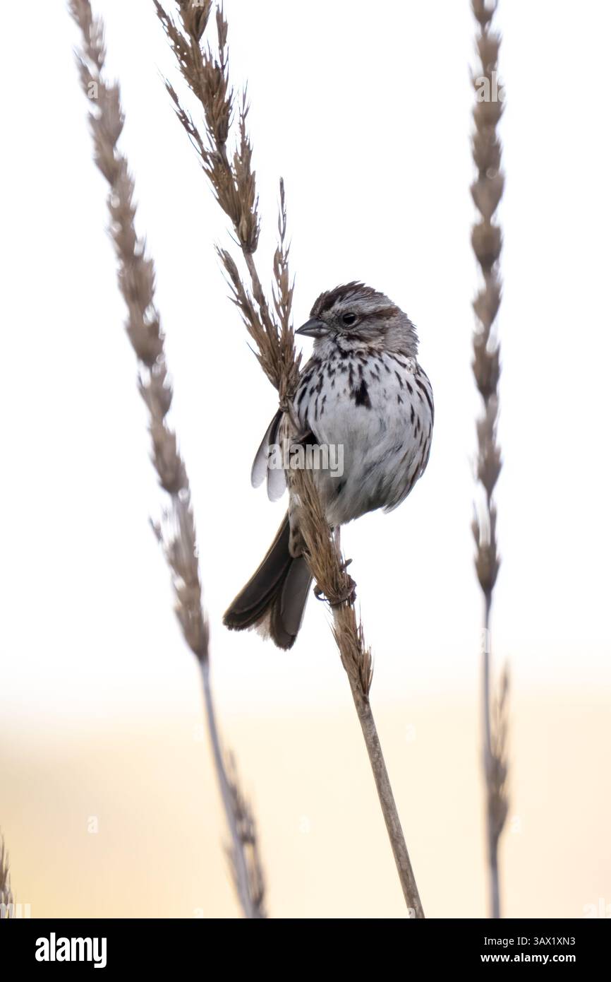 Weißer gekrönter Lark Sparrow, der sich am Wildblumenwachstum festhält und auf dem Wanderweg nach Nahrung sucht. Stockfoto