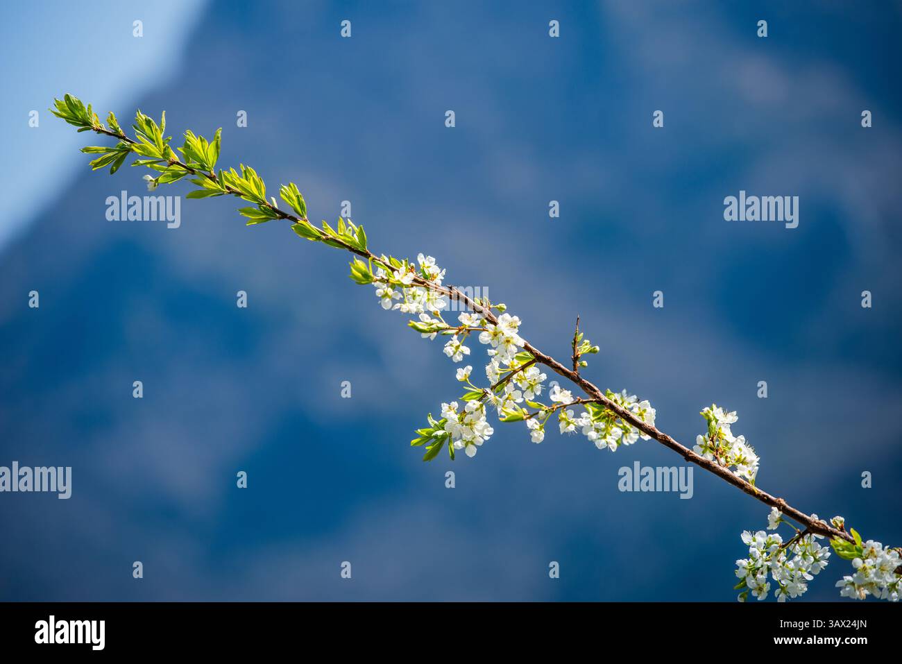 Blühender Zweig mit Pfirsichblüten Stockfoto