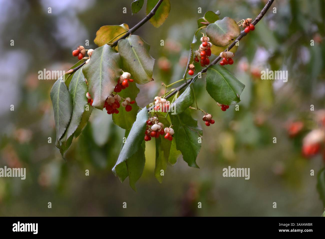Euonymus fortunei auch bekannt als Winterkriecher, Spindelbaum und gewöhnliche Spindel mit Blättern und Reifen Früchten (Beeren) in der Herbstsaison ähnelt Eunoymus Stockfoto