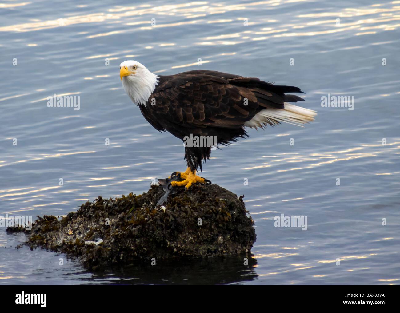 Ein Weißkopfseeadler steht selbstbewusst auf einem Felsen, umgeben von Wasser, seine Federn werden sanft von der Morgenbrise gerührt. Das Sonnenlicht reflektiert die Oberfläche Stockfoto