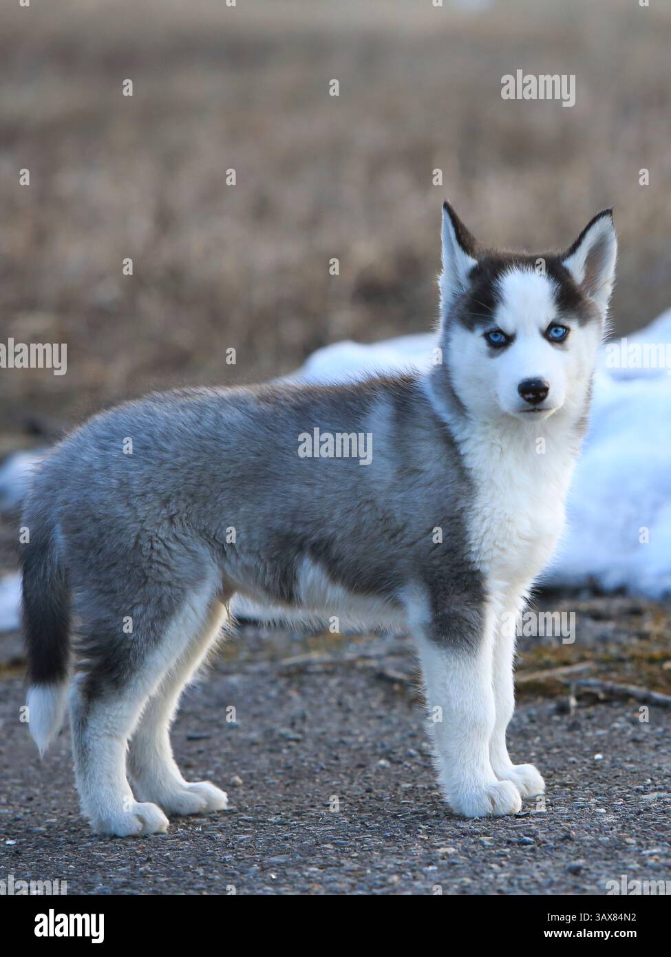 Niedlicher, zweimonatiger sibirischer Husky-Welpe, der auf Entdeckungsreise ist. Stockfoto