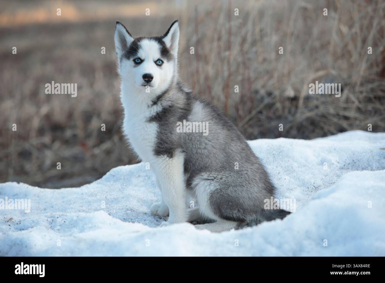 Glücklicher sibirischer Husky-Welpe, der auf Schnee sitzt und in die Kamera blickt. Stockfoto