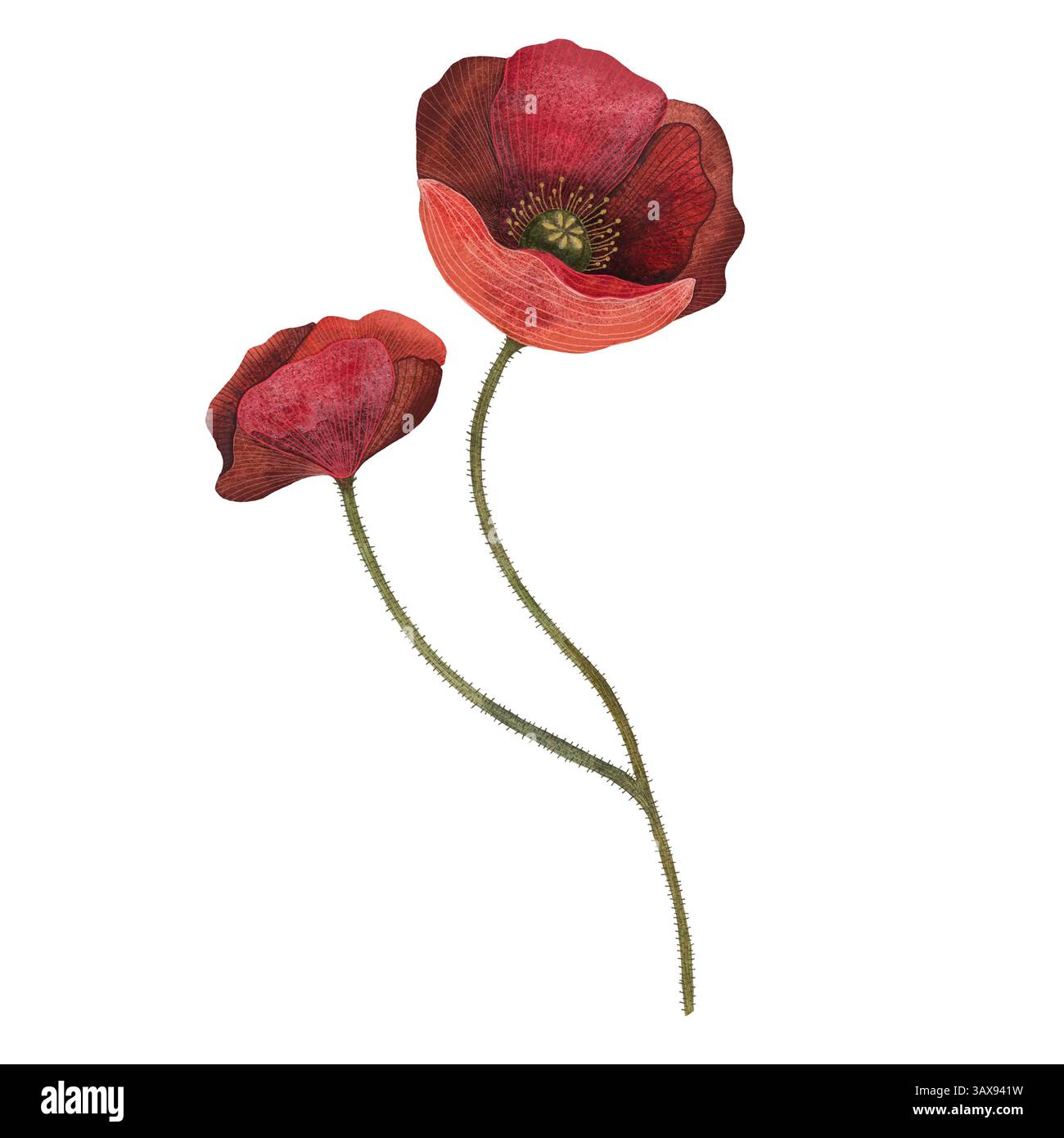Rote Mohnblume mit Blumenblume. Isoliertes Mohndarstellungselement. Roter Mohn in Aquarelltechnik, funkelnd mit hellen Blütenblättern. Roter Mohn Stockfoto