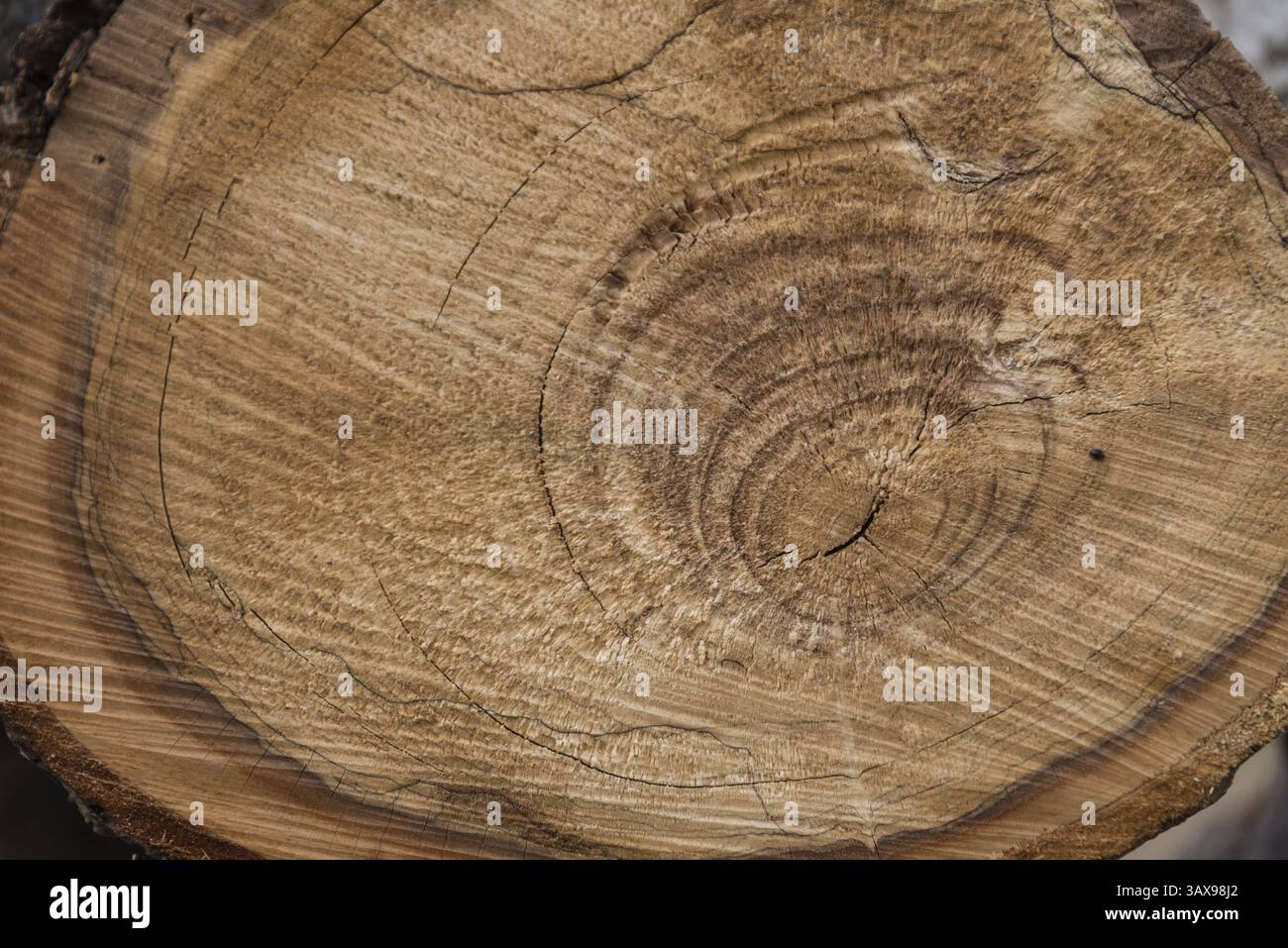 Jahresringe auf der Schnittfläche eines gefällten Obstbaums - Hartholz Stockfoto