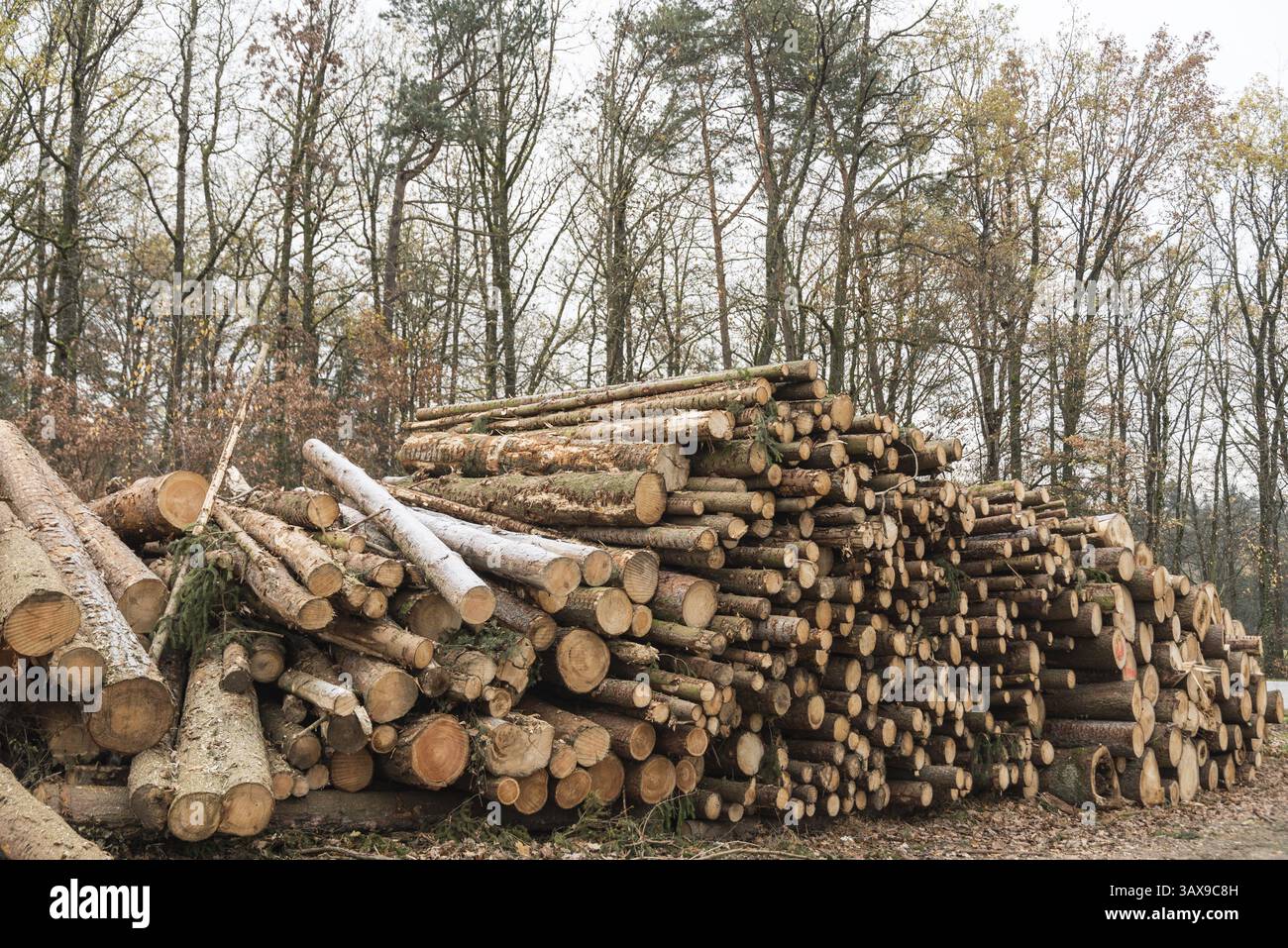 Geschnittene Waldbäume werden nach den Forstarbeiten zur Sammlung bereit gelagert Stockfoto