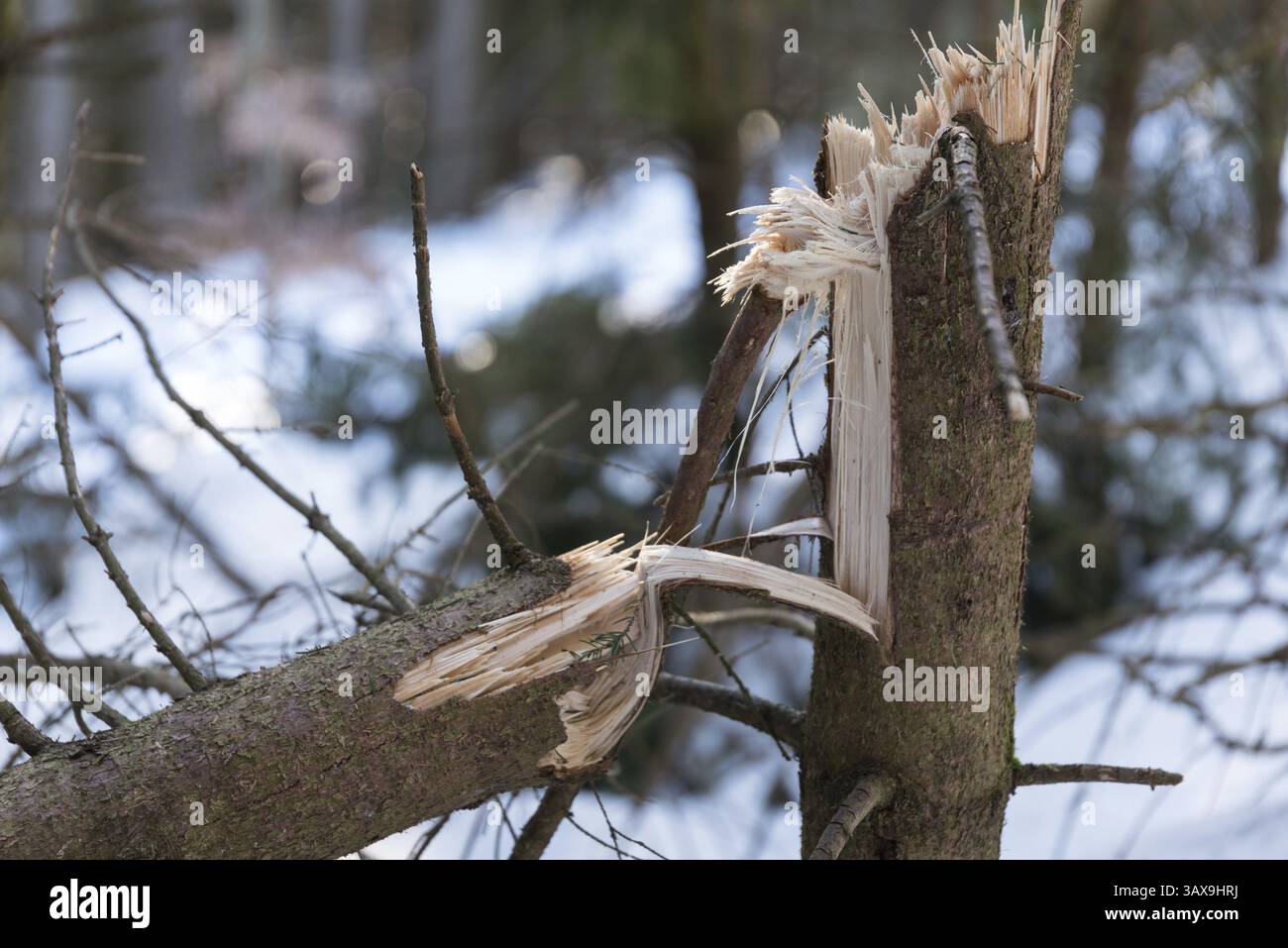 Beschädigtes Holz durch gebogene Bäume - Schneelast und Sturmschäden Stockfoto