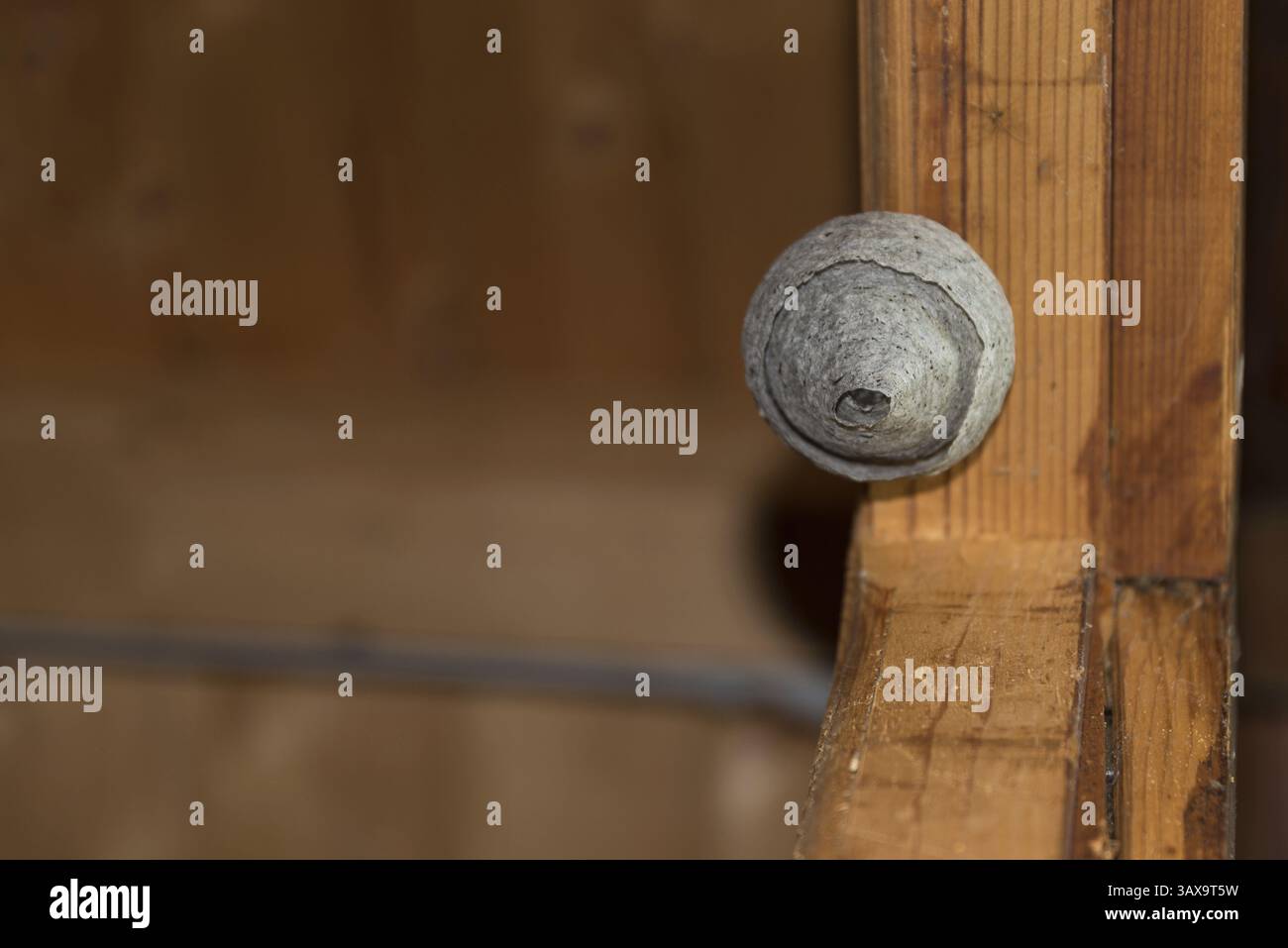 Natürliches Wespennest am Türrahmen eines Gartenschuppen Stockfoto
