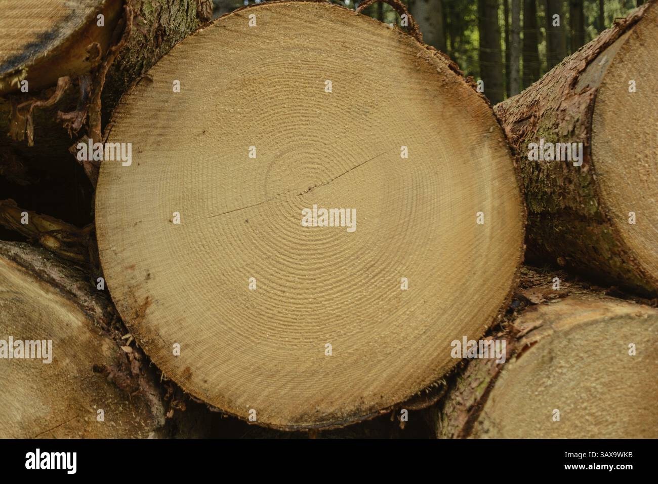 Jahresringe sind deutlich sichtbar auf der Schnittfläche einer Fichte - Rundholz Nahaufnahme Stockfoto