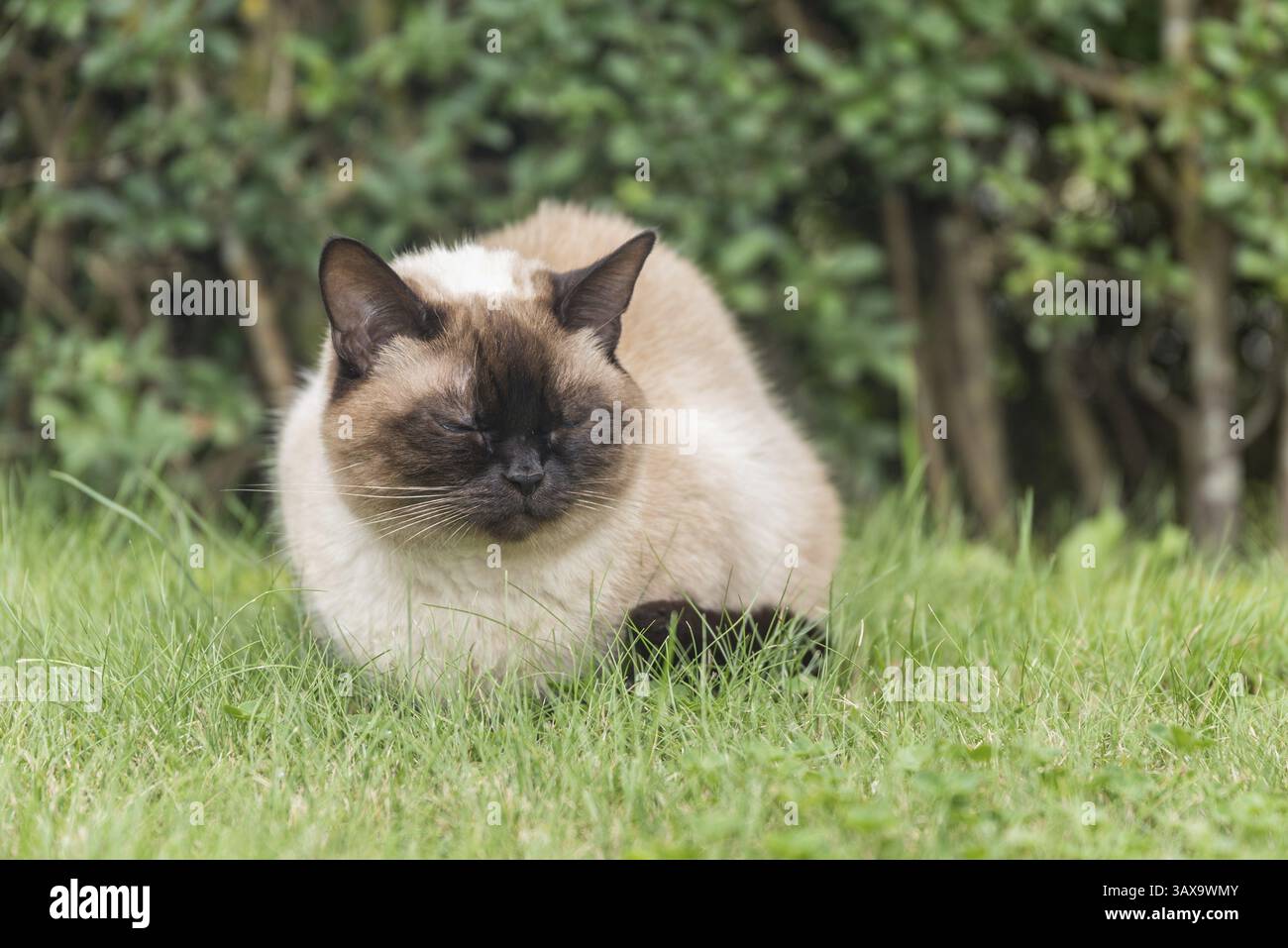 Die wunderschöne Ragdoll-Hauskatze sitzt gerne im grünen Gras Stockfoto
