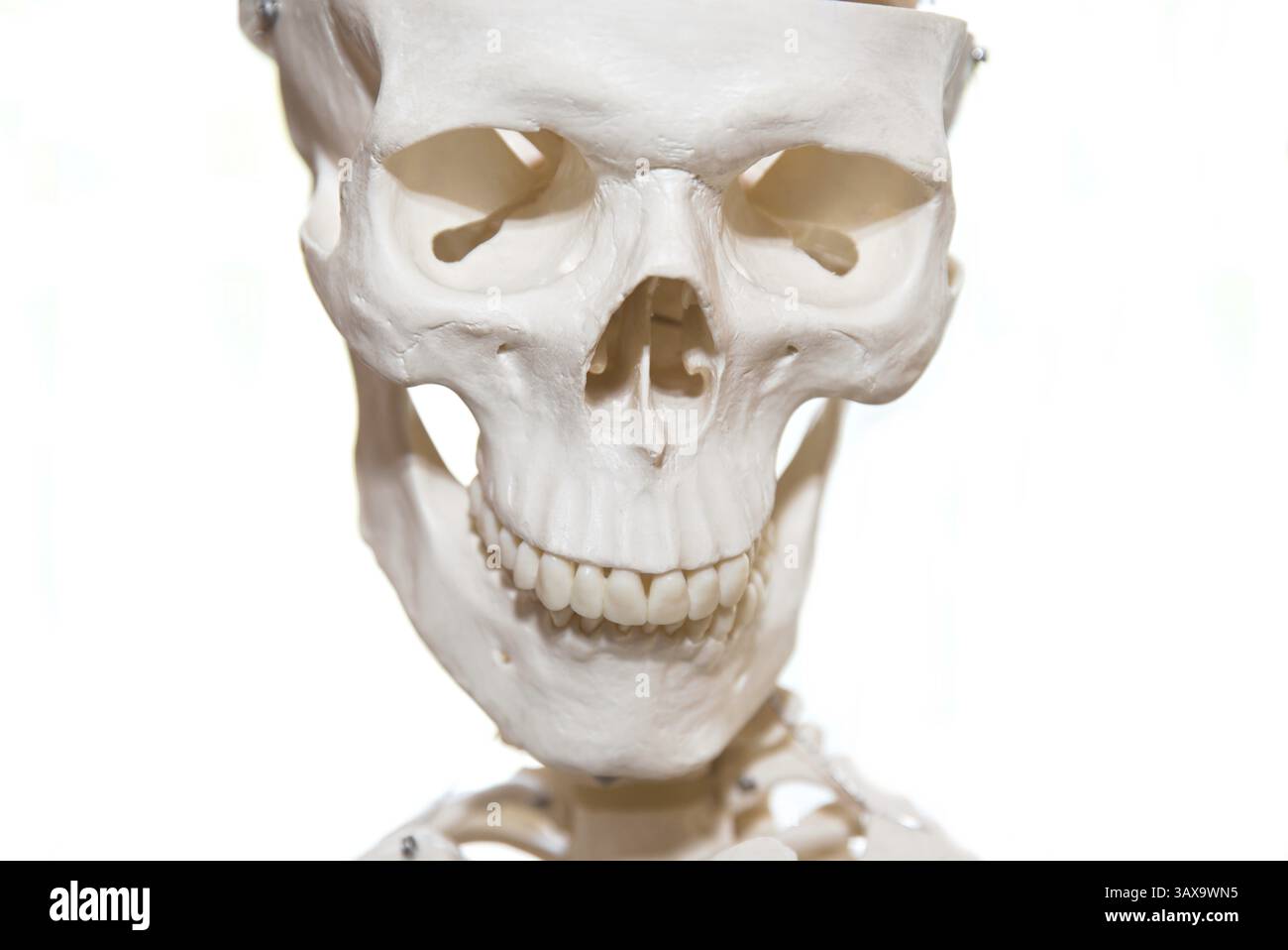 Kopf des Skeletts - Nahaufnahme der Knochen, Skelettmodell, abgeschnitten Stockfoto