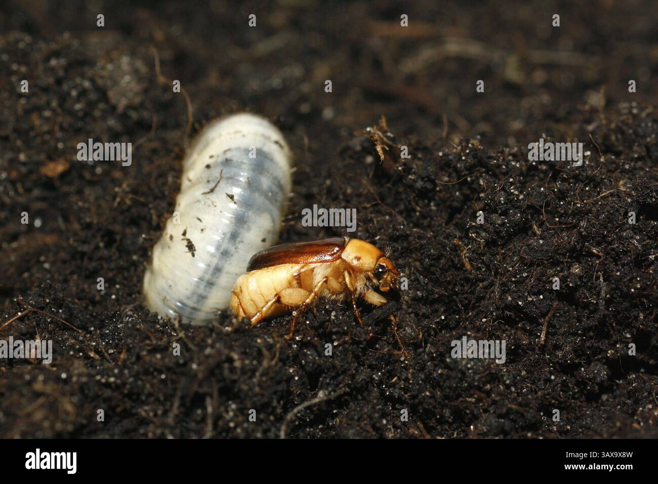 Cockchafer- und Cockchaferlarven im Pflanzboden Stockfoto