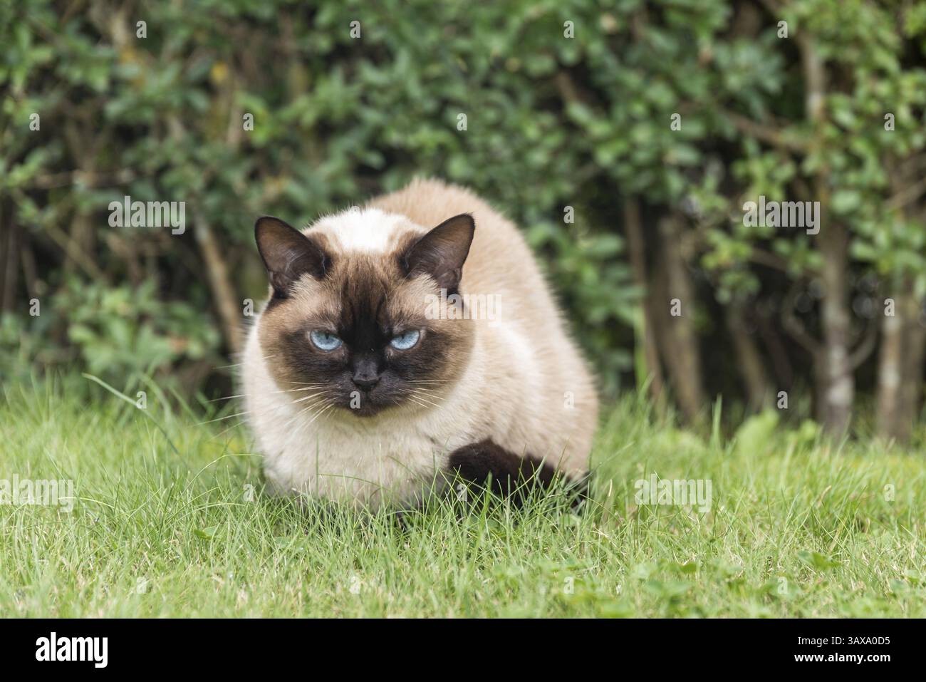 Hauskatze mit blauen Augen sitzt entspannt im grünen Gras - Ragdoll Stockfoto