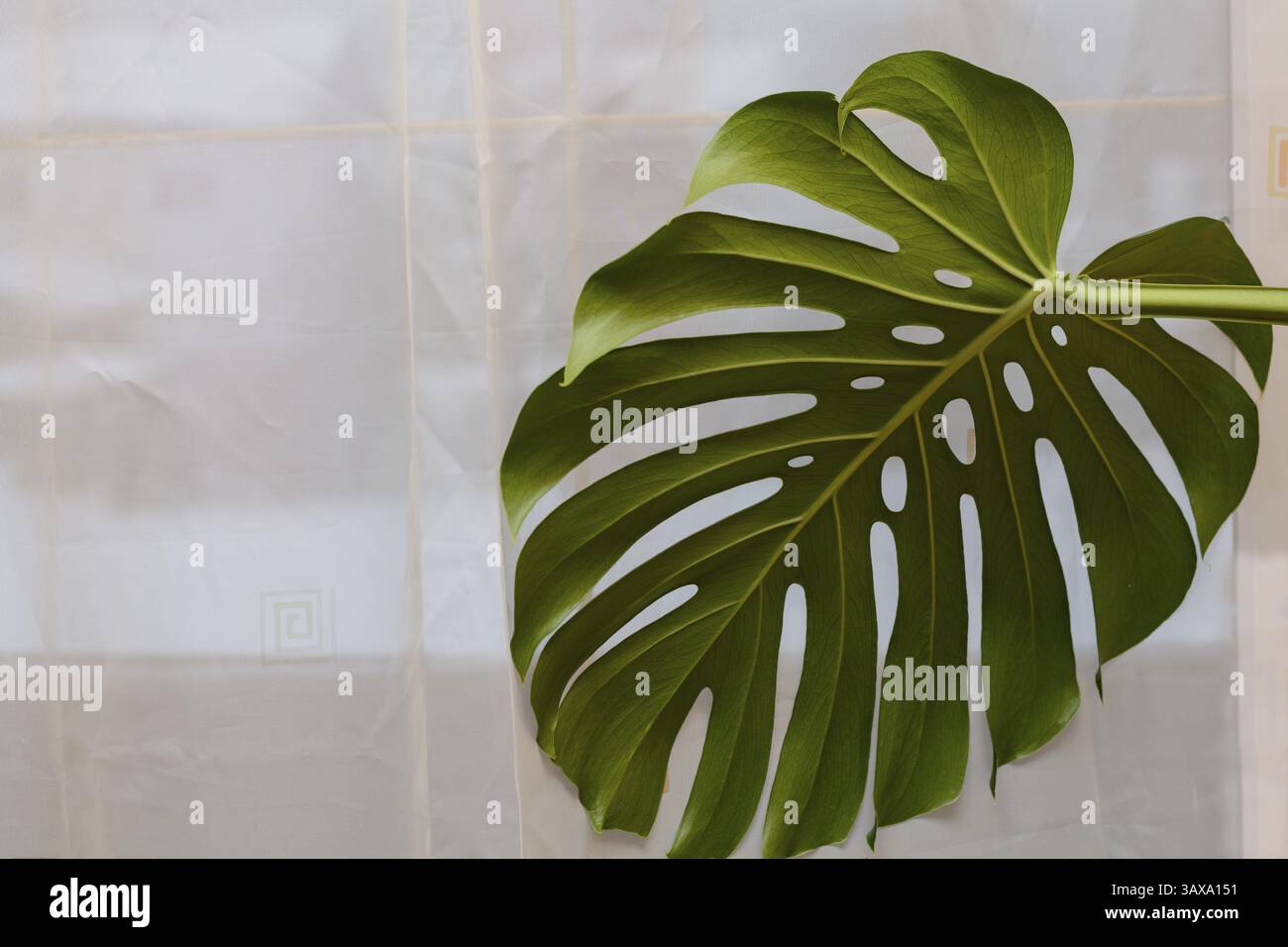Nahaufnahme der groe Zimmerpflanze im Topf neben Glastr in Halle mit  Palmblatt gemusterten Tapete Stockfotografie - Alamy