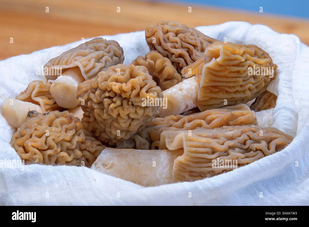 Verpa Bohemica gesammelt und fertig zum Kochen, der frühe Morcheln oder faltige Fingerhut Stockfoto