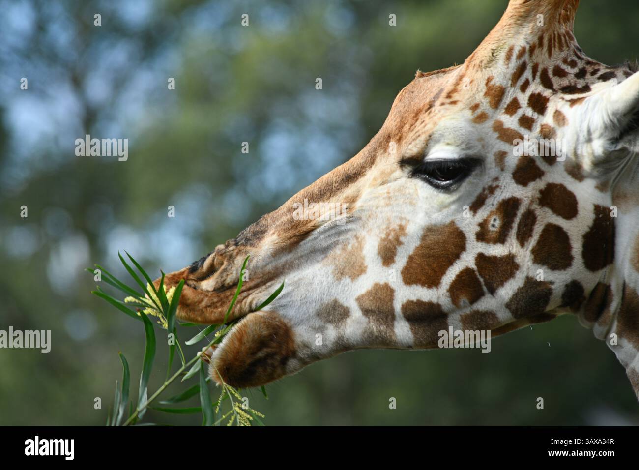 Porträt einer Rothschildgiraffe (G. c. rothschildi) Stockfoto