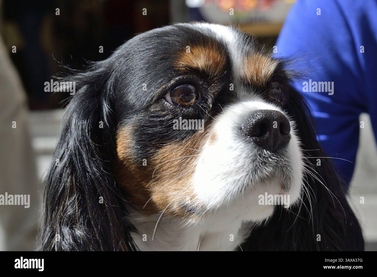 Porträt des Hundes Kavalier König Charles Stockfoto