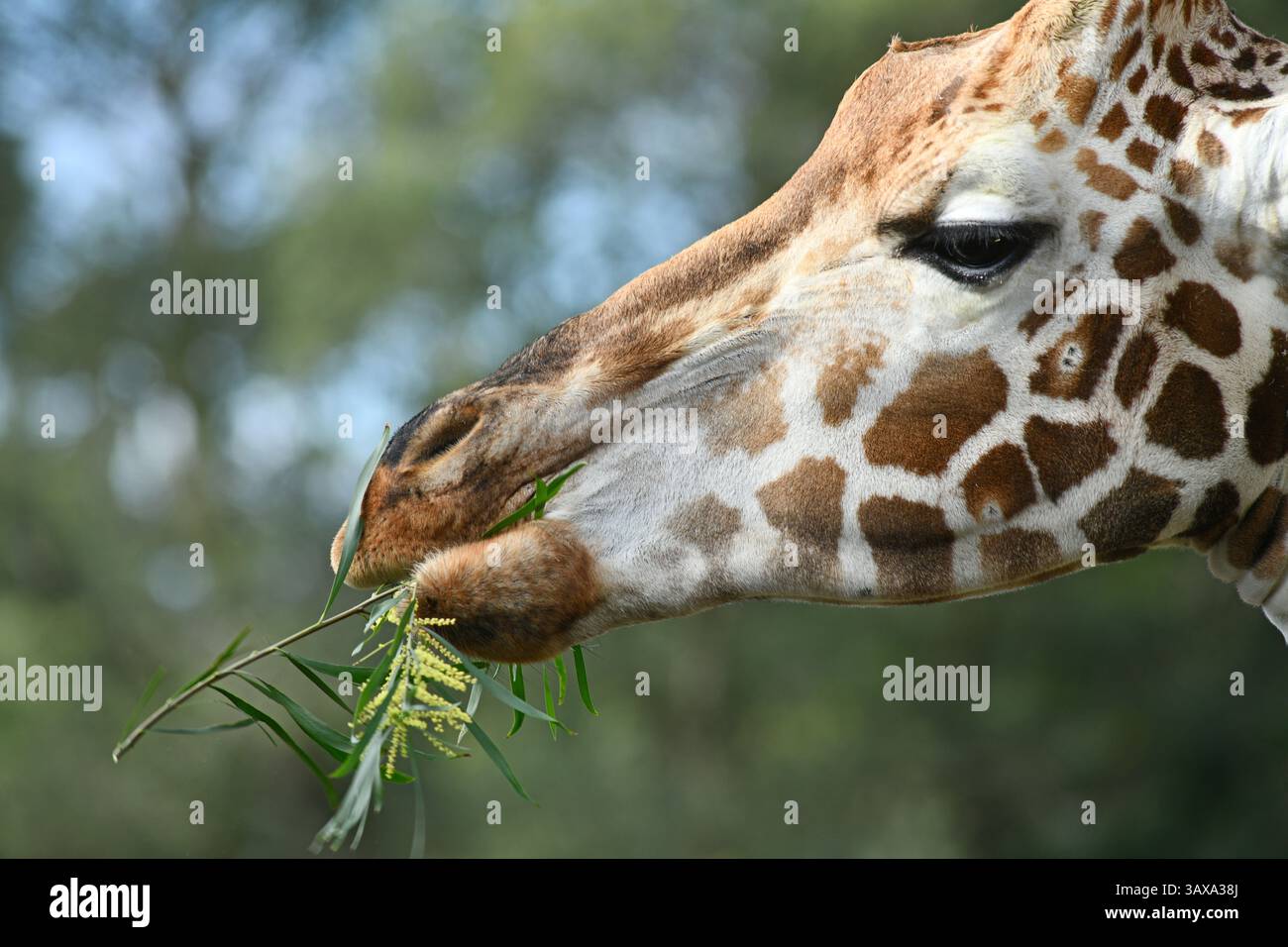 Porträt einer Rothschildgiraffe (G. c. rothschildi) Stockfoto