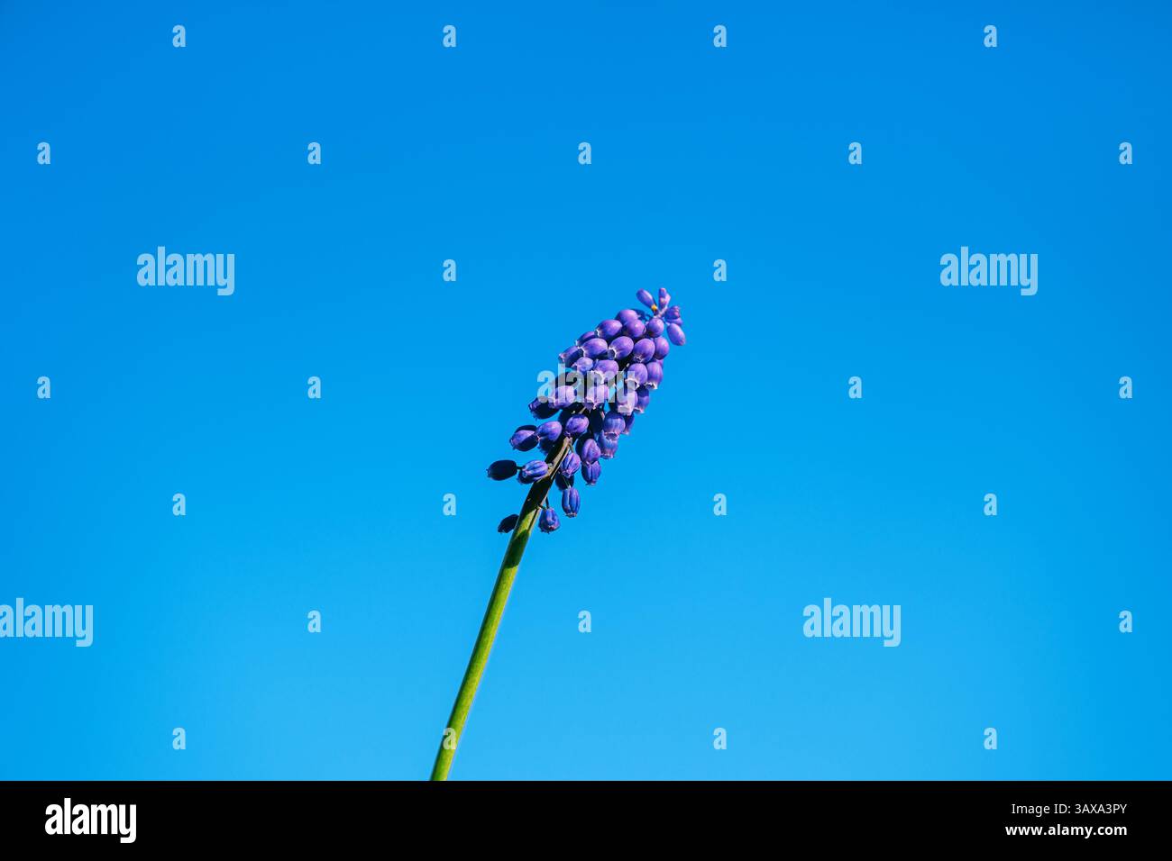 Stärkehyazinthe (Muscari Neglectum) vor blauem Himmel, selektiver Fokus Stockfoto