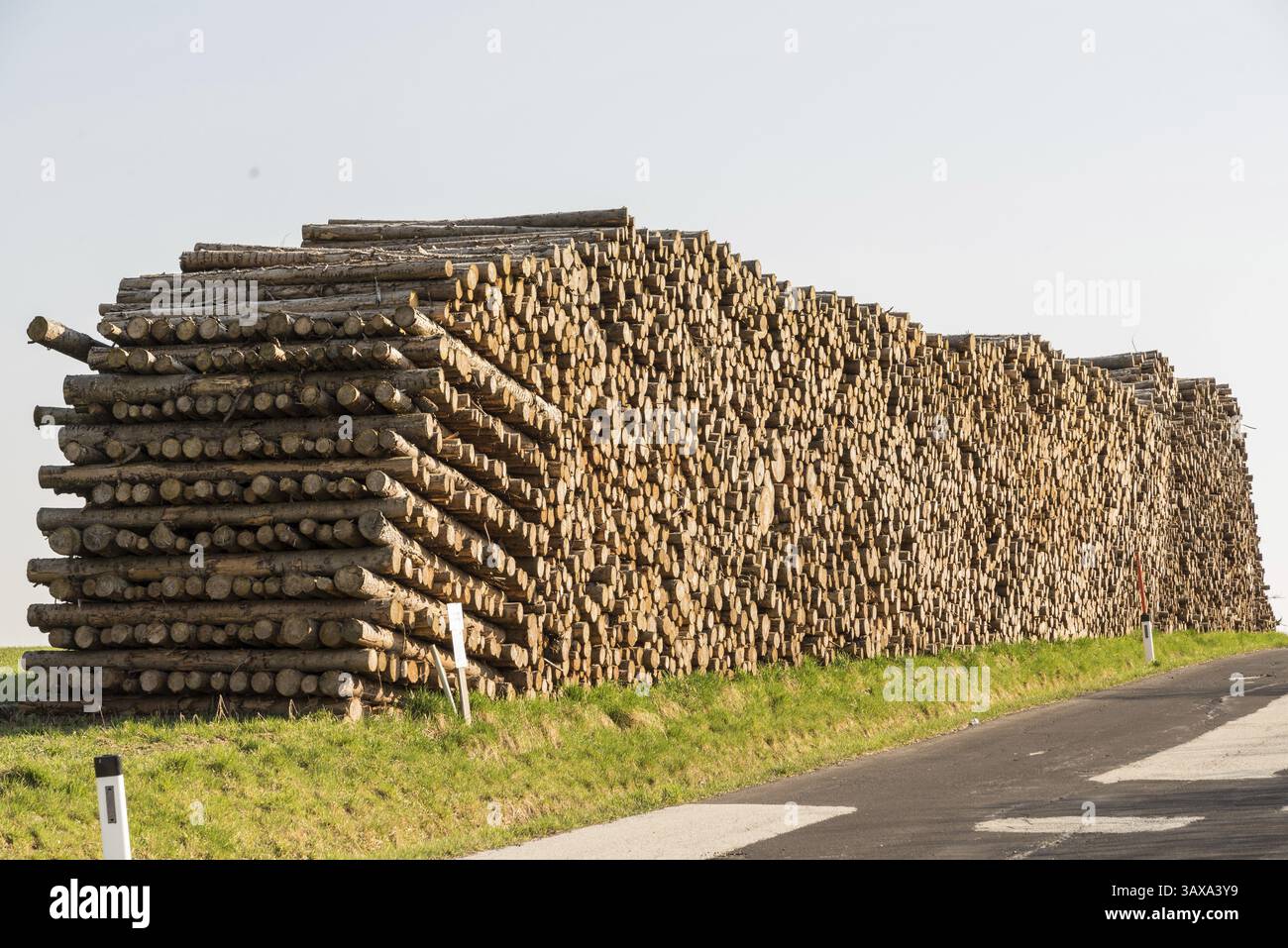 Baumstämme als Bauholz - beschädigtes Holz und Sturmschäden aus der Forstwirtschaft Stockfoto