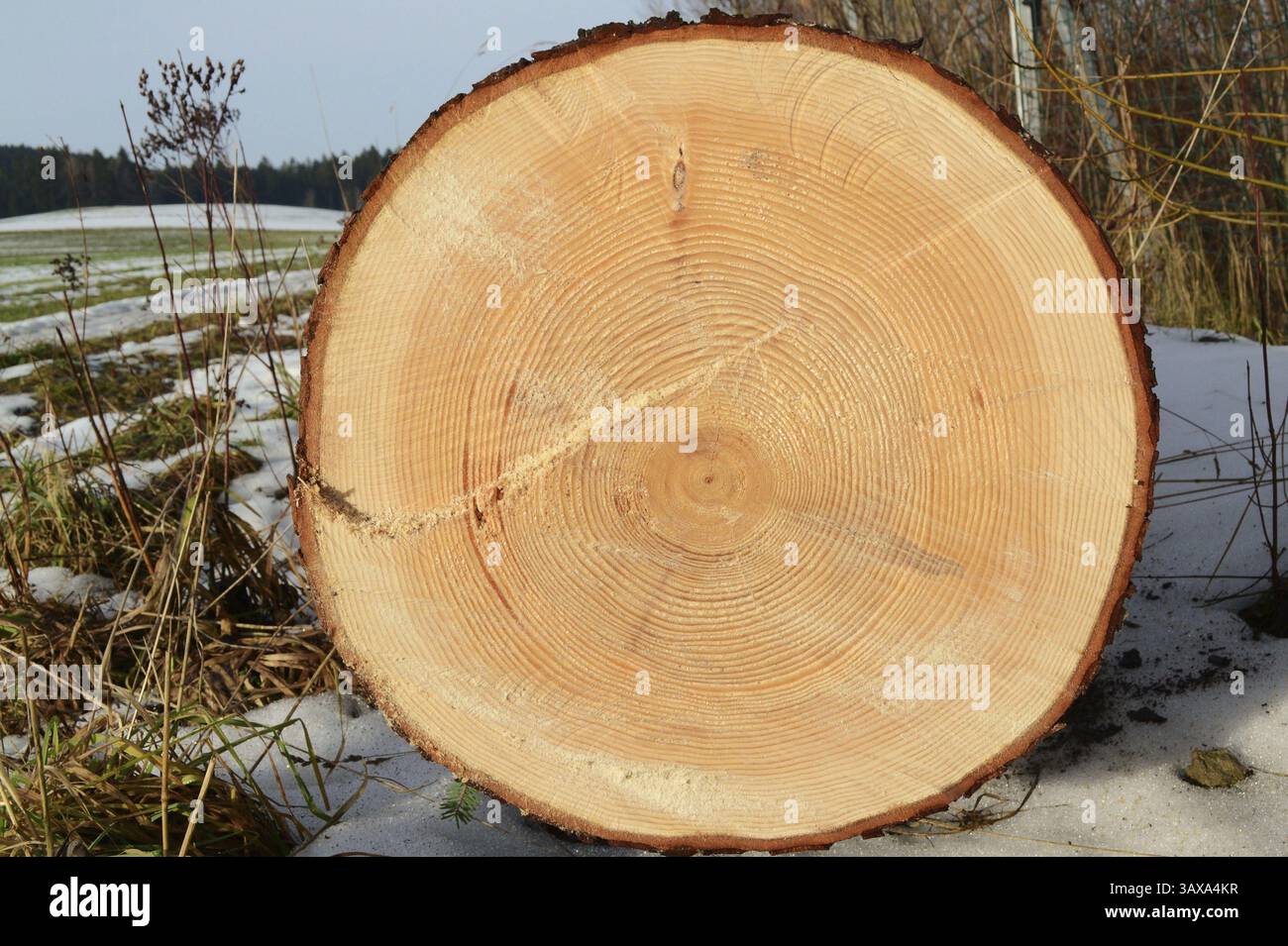 Gefällter Baumstamm liegt auf einer schneebedeckten Wiese - Querformat Stockfoto
