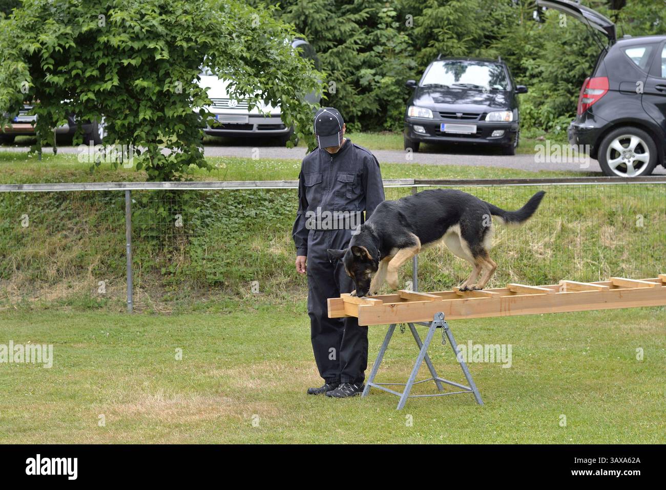 Deutscher Schäferhund balanciert über Leiter, begleitet von Hundetrainer Stockfoto