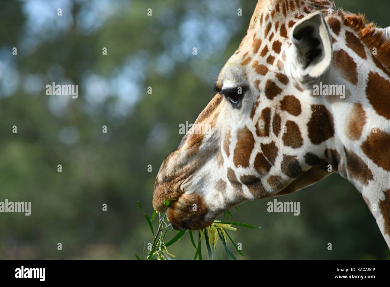 Porträt einer Rothschildgiraffe (G. c. rothschildi) Stockfoto