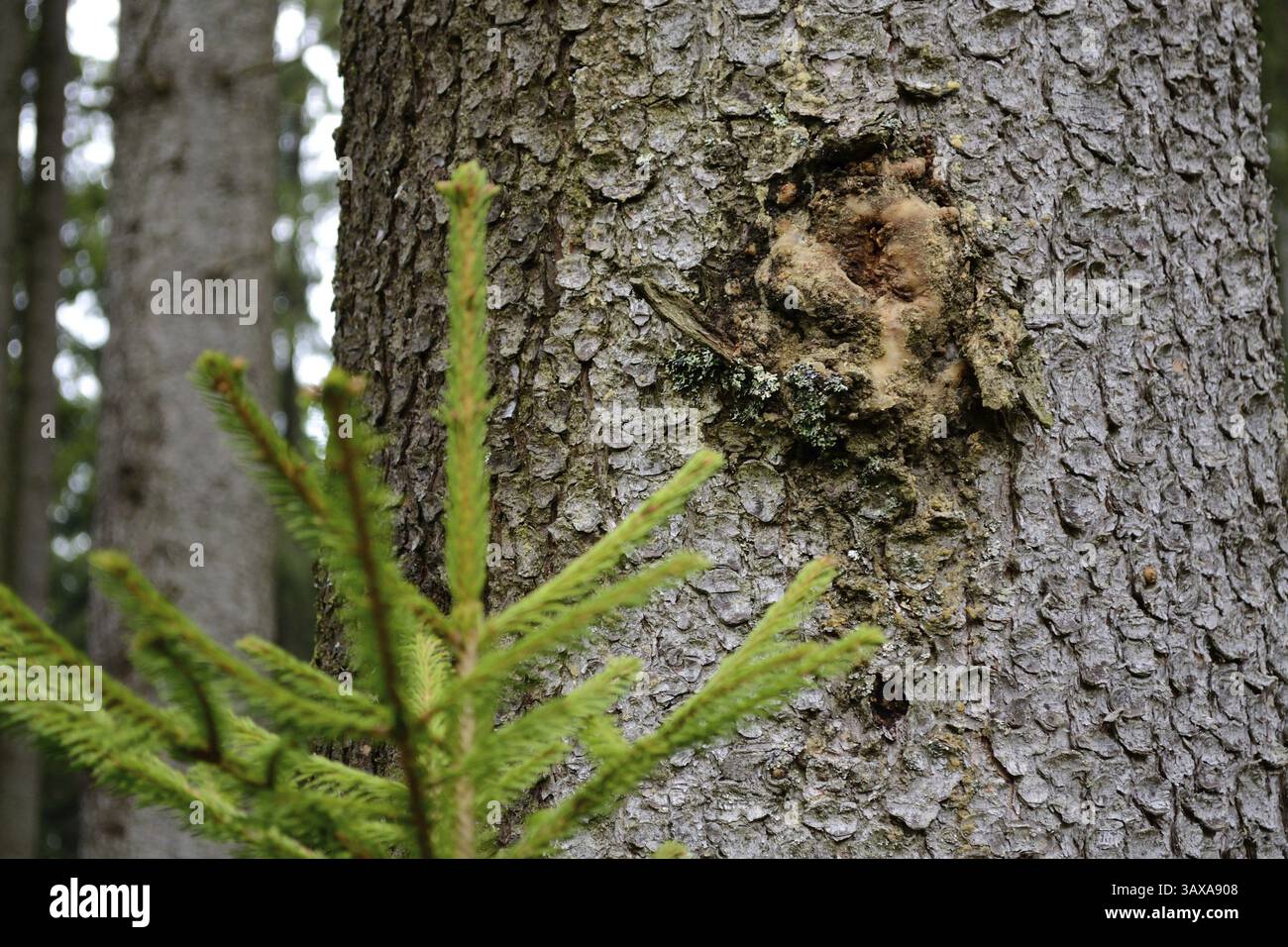 Harz auf einer Fichte, daneben steht ein junger Baum Stockfoto