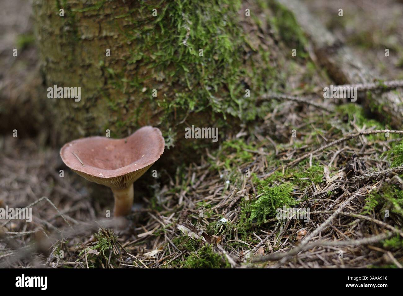 Brauner Milchkrug vor der Ernte im Wald Stockfoto