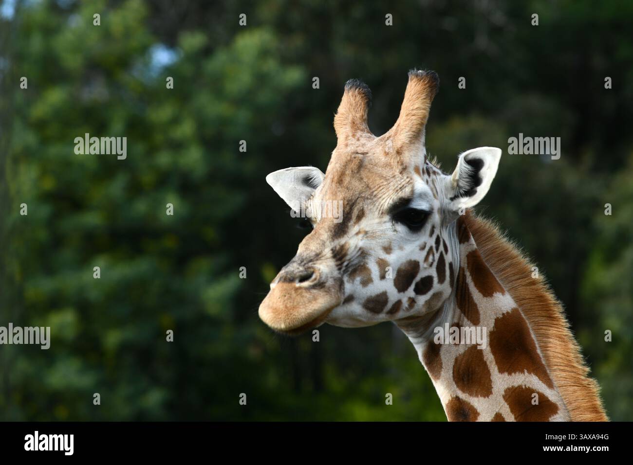 Porträt einer Rothschildgiraffe (G. c. rothschildi) Stockfoto