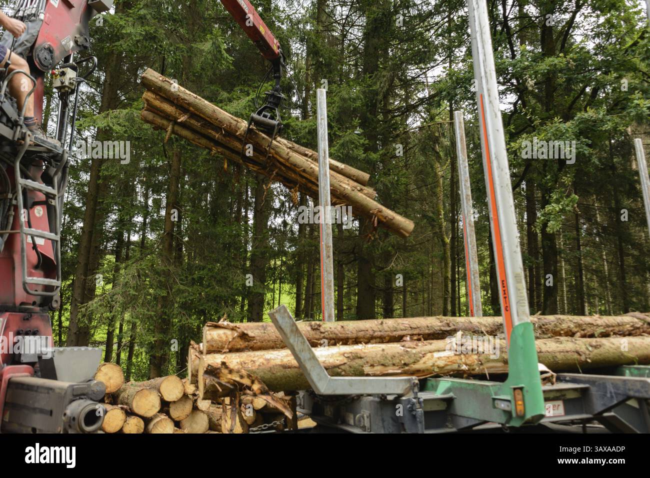 Forstwirtschaft – Baumstämme werden mit einem Kran auf Transporter geladen Stockfoto