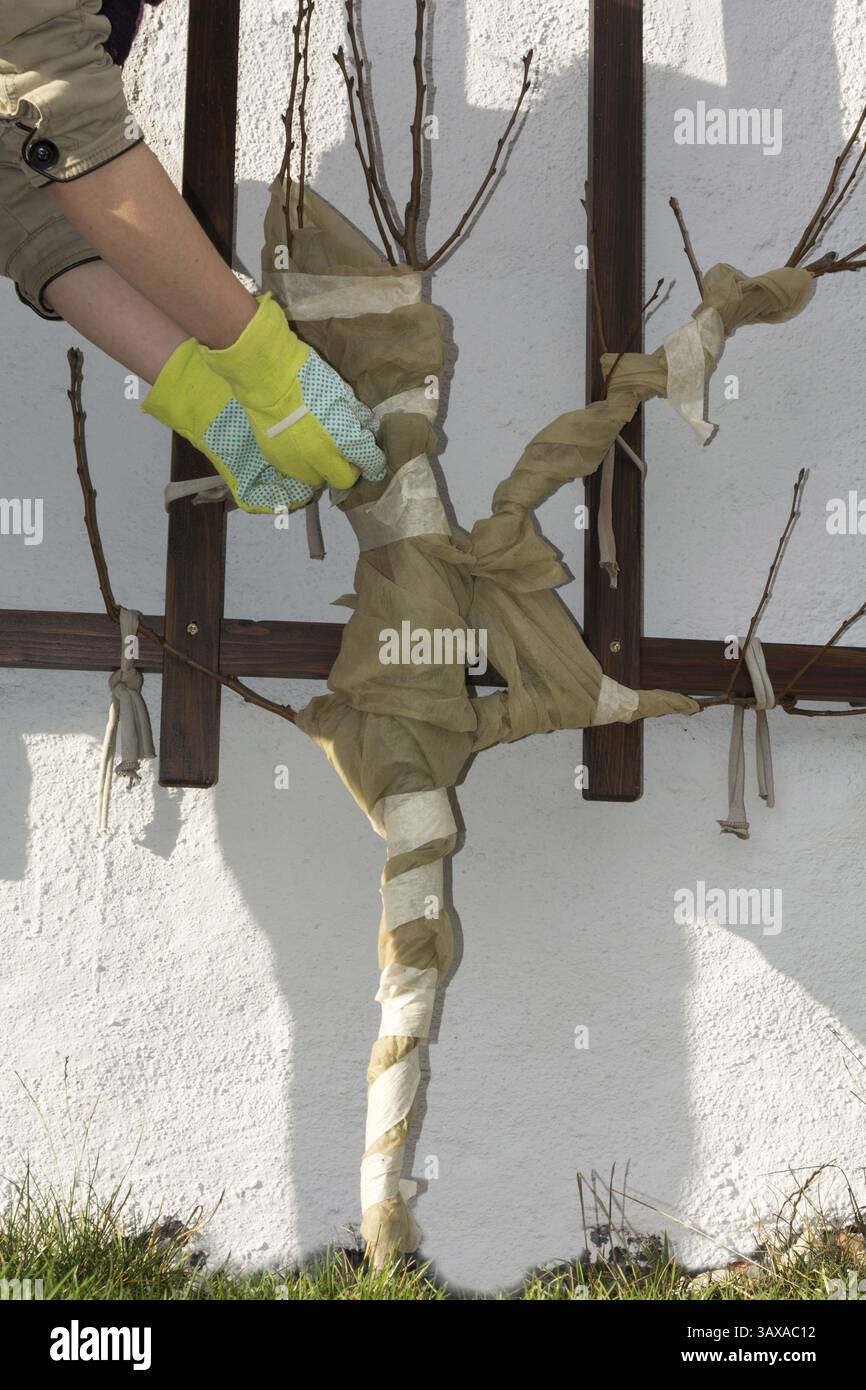 Die Abdeckung schützt junge Obstbäume vor Kälte Stockfoto