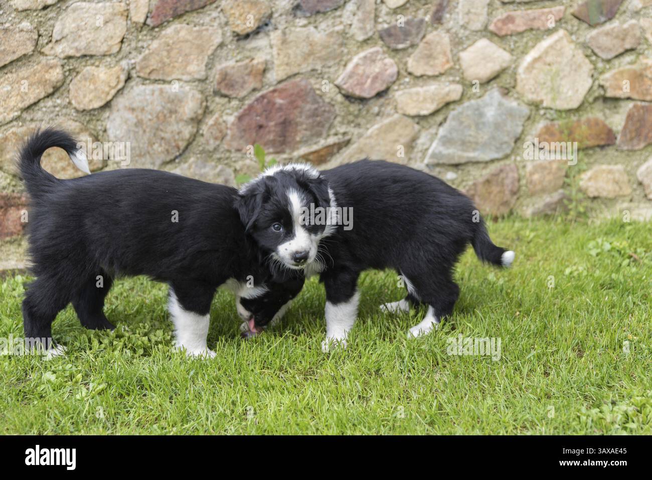 Zwei schwarze Welpen auf der Wiese - Australian Shepherd Welpen Stockfoto