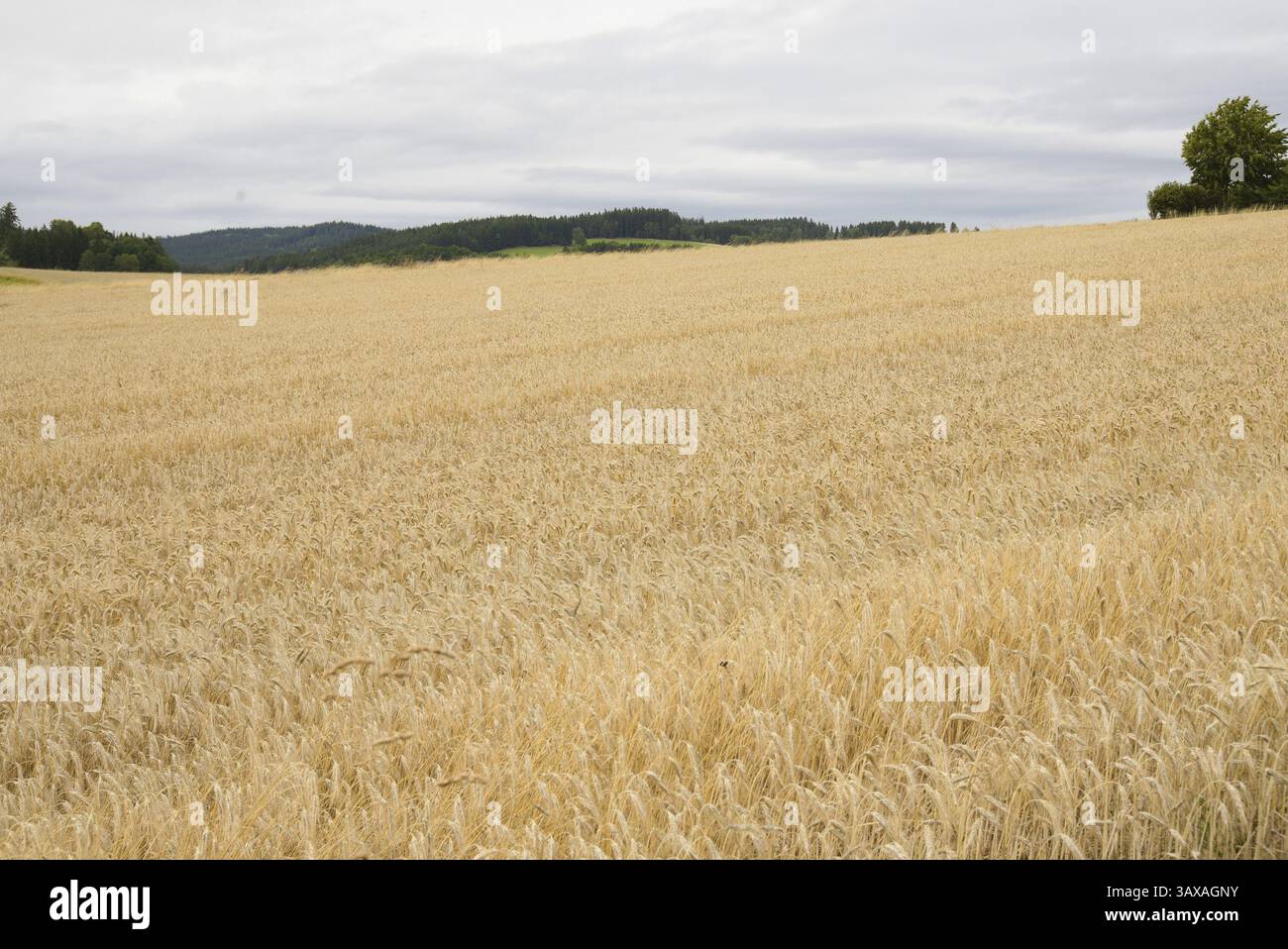 Getreidefeld mit Futterkorn Triticale - Mischung aus Weizen und Roggen, Landwirtschaft Stockfoto