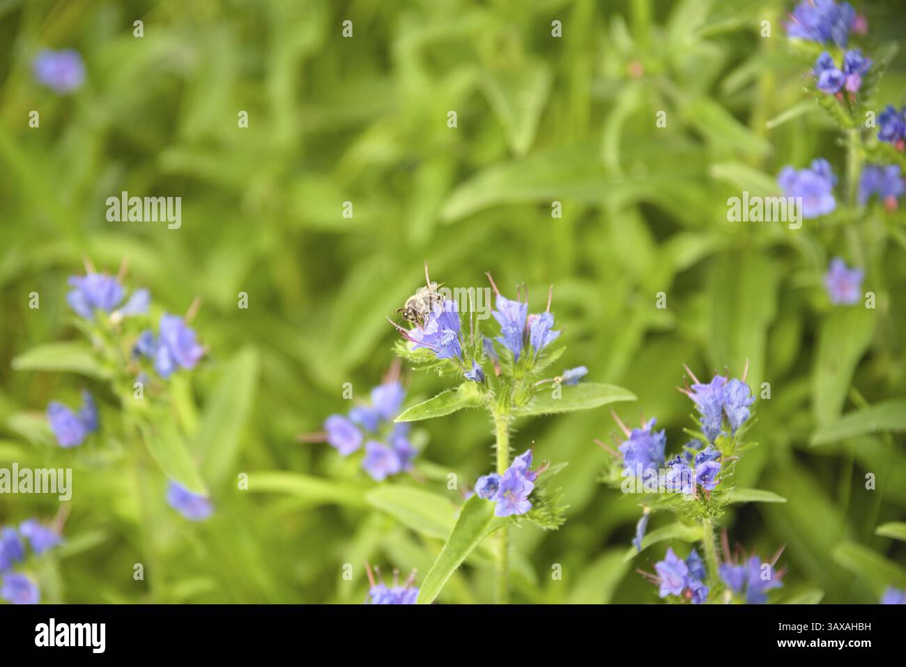 Biene auf blau blühender Viper's Bugloss, mehrjährige und immergrüne Blume Stockfoto