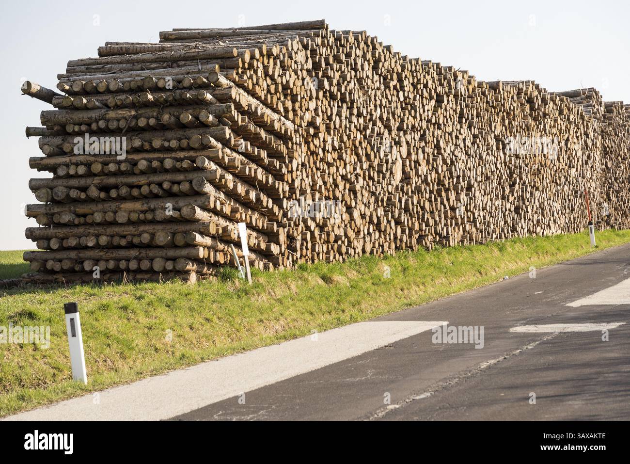 Aufforstung nach Sturmschäden und beschädigtem Holz - Baumstämme als Bauholz Stockfoto