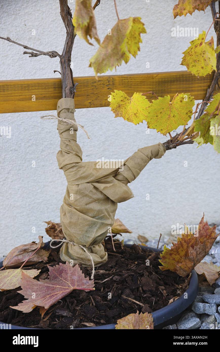 Frostempfindliche Reben, wintert mit Vlies und Mulch - Schutz vor Kälte Stockfoto