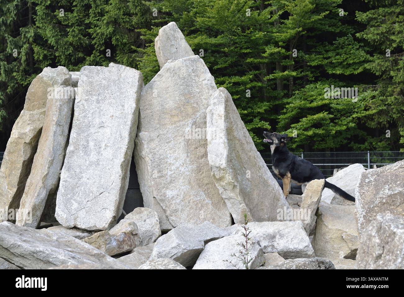 Der Rettungshund spürt vermisste Person auf, die von Steinen begraben wurde Stockfoto