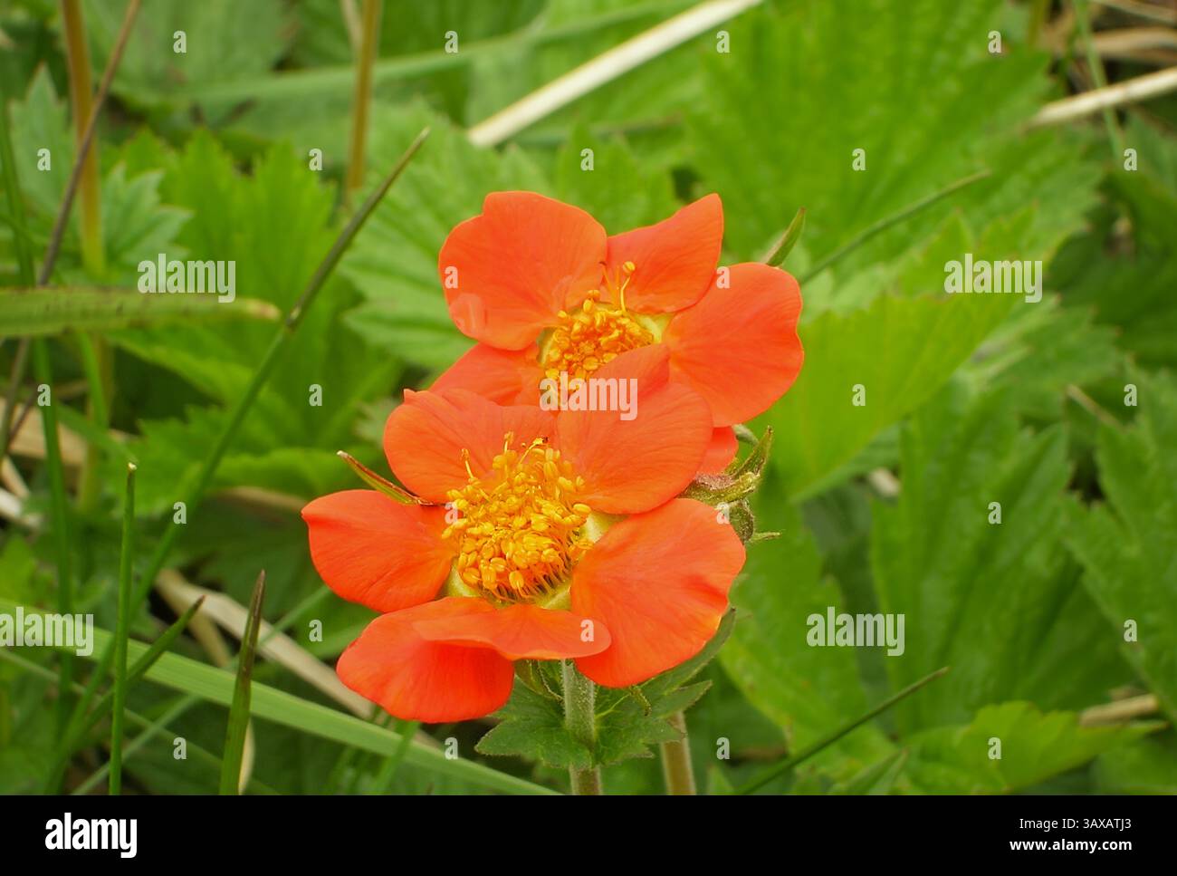 Geum. Wunderschöne orangene Blumen. Gefunden auf allen Kontinenten außer der Antarktis. Botanischer Name Geum chiloense Mrs. J. Bradshaw. Gebräuchlicher Name Avens. Stockfoto