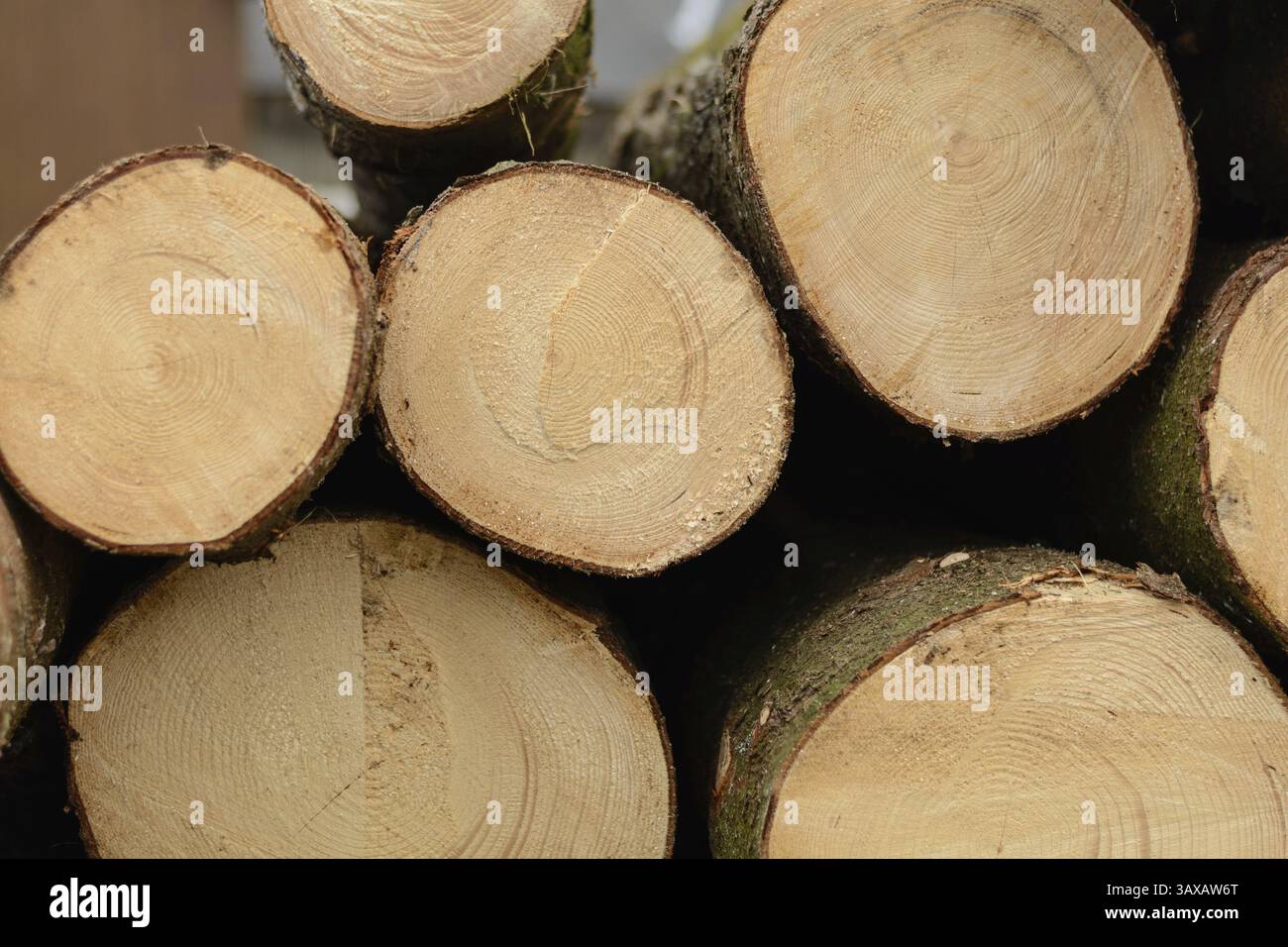 Geschnittene Bäume zeigen ihre Jahresringe auf der Schnittfläche – Nahaufnahme Stockfoto