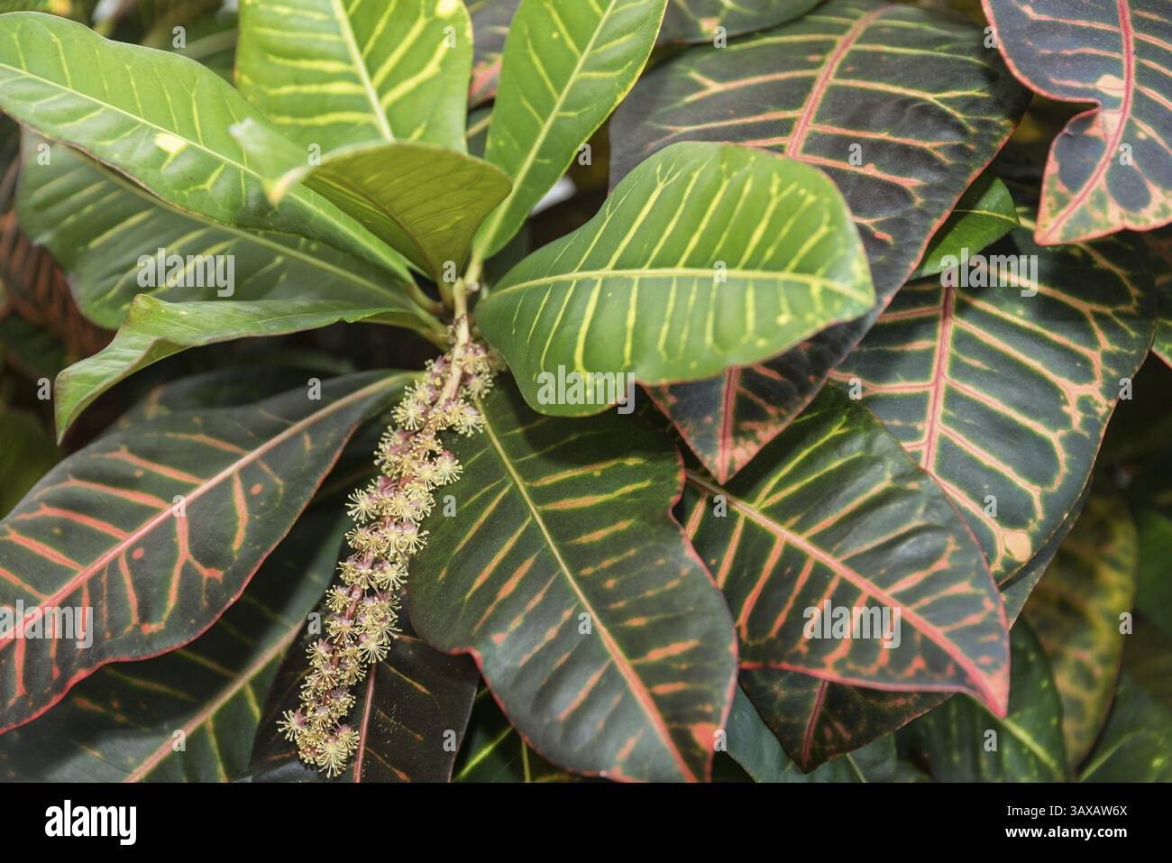 zamioculcas variegata kaufen Rare Variegated Pink Raven ZZ Plant Cutting UNROOTED