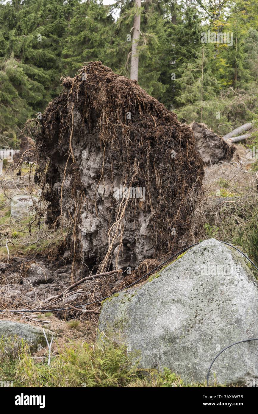 Im Sturm entwurzelter Baum - Nahaufnahme von Umweltschäden Stockfoto