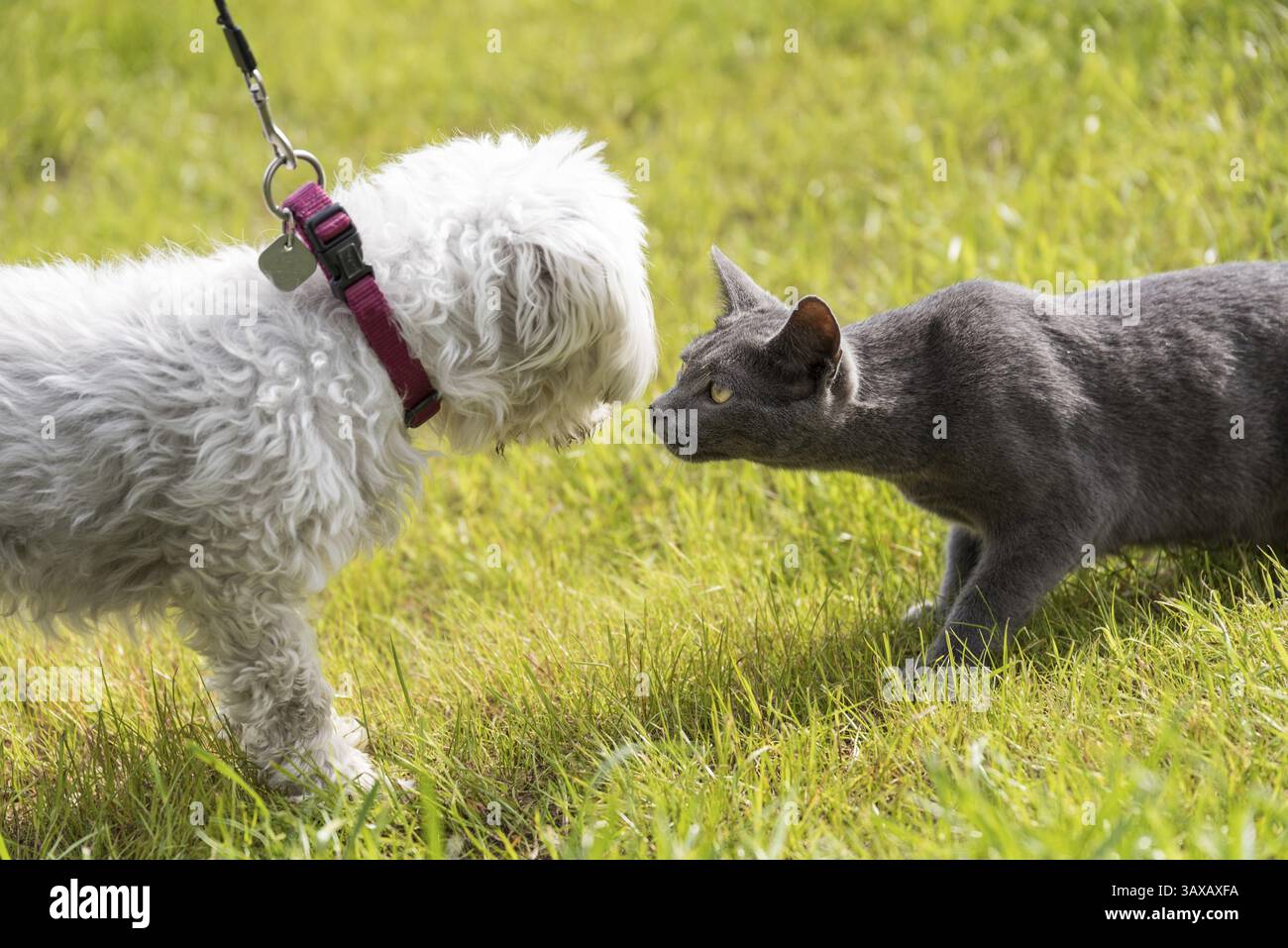 Katze schnüffelt einen weißen Hund - Havanesen und russisch-blau Stockfoto