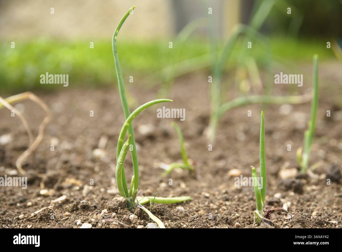 Zwiebeln im eigenen Garten anbauen - frisches Bio-Gemüse, Küchenzwiebeln, hausgemacht, Nahaufnahme Stockfoto