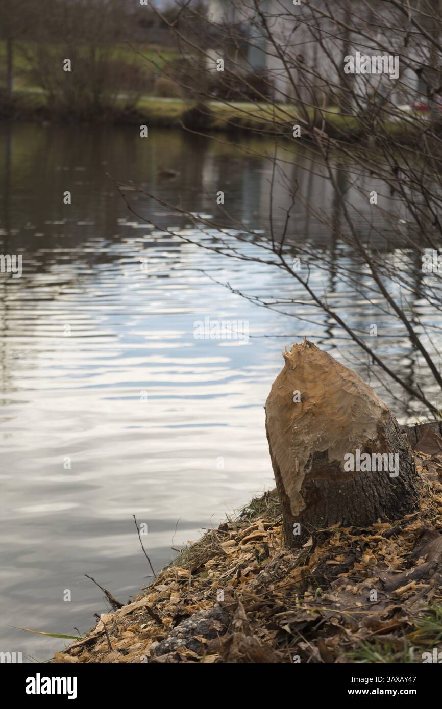 Ein Biber hat einen Baum genagt - Spuren eines Nagetieres Stockfoto