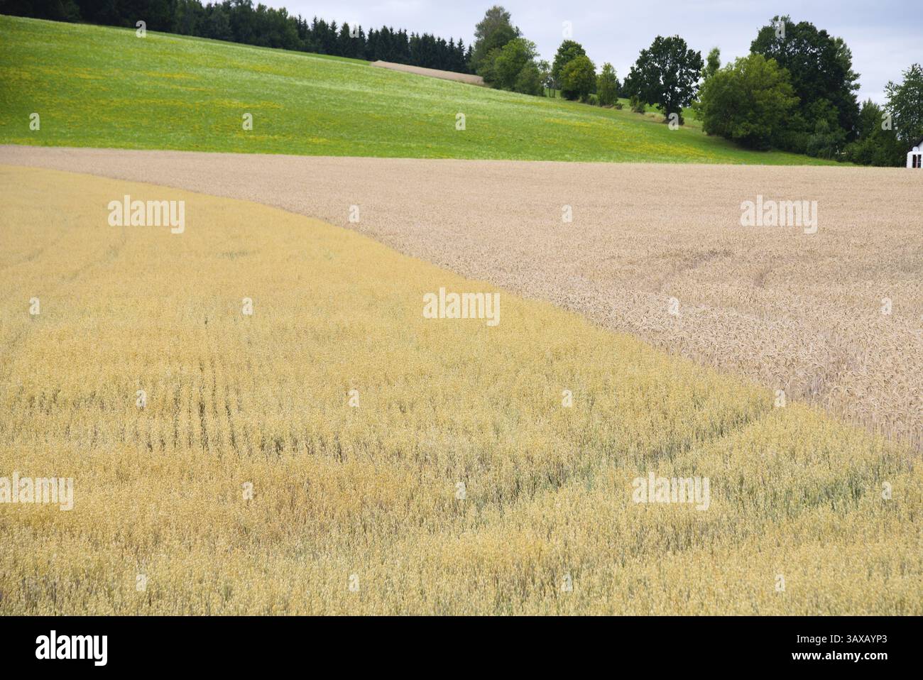 Getreidefelder mit Hafer und Futterkorn Triticale - Landwirtschaft Getreidefelder Stockfoto