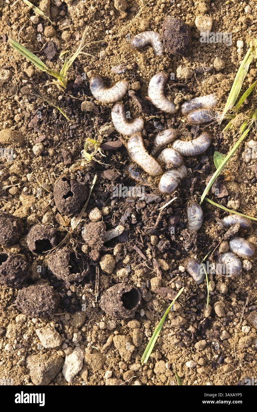 Maden graben sich in den Boden ein - Schädlingskot nach Metamorphose Stockfoto