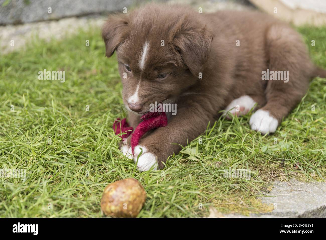 Brauner australischer Schäferhund, der im Garten spielt - Nahaufnahme Stockfoto