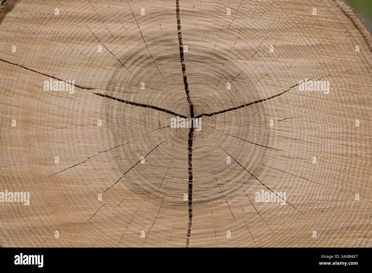 Die Schnittfläche eines Hartholzstammes zeigt die Jahresringe - Nahaufnahme Stockfoto