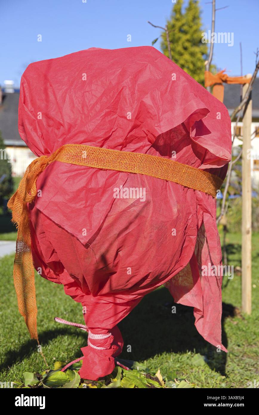 Kleiner Obstbaum umwickelt mit Vlies als Winterschutz - Obstbaumpflege Stockfoto